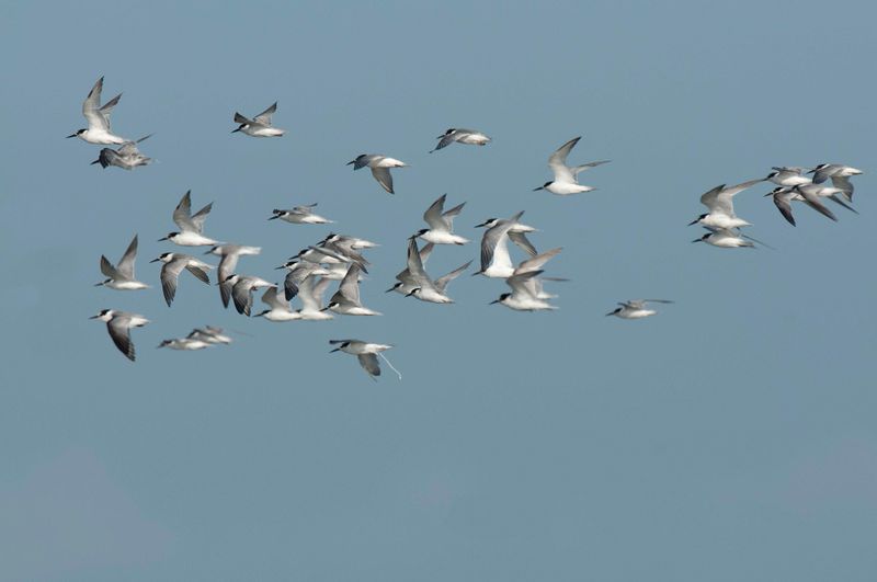 Saunders Tern Kenya