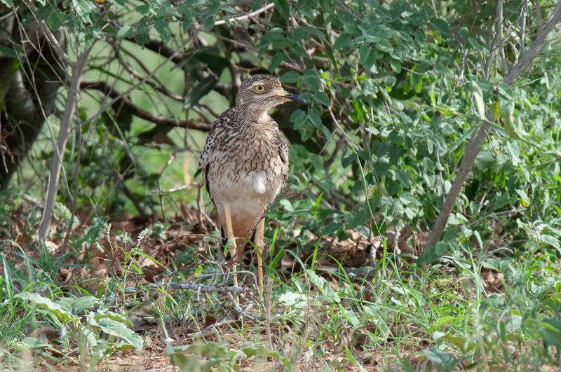 Spotted Thick-Knee Kenya