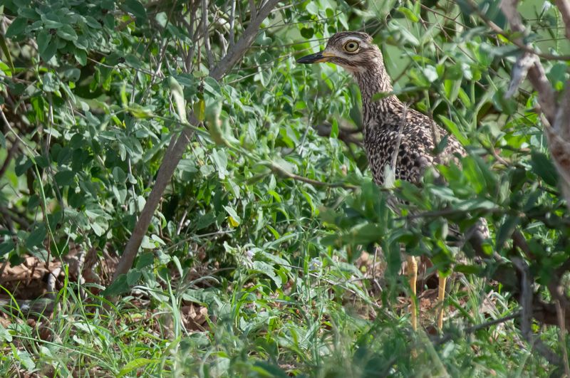 Spotted Thick-Knee Kenya