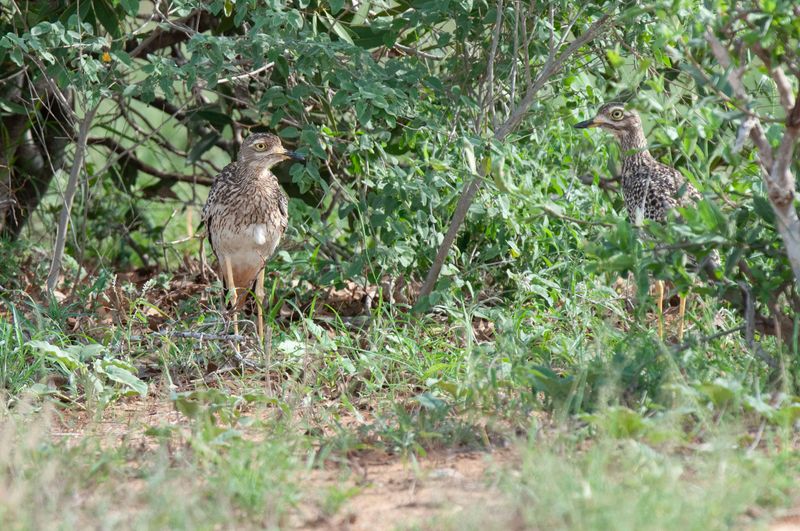 Spotted Thick-Knee Kenya