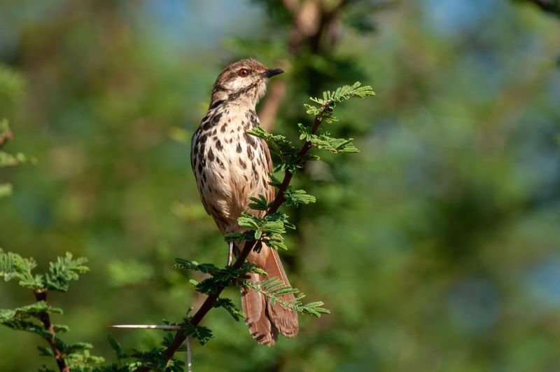 Spotted Morning Thrush Kenya