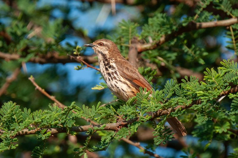 Spotted Morning Thrush Kenya