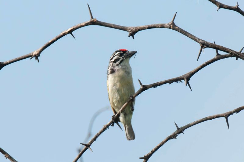 Red-fronted Tinkerbird   Kenya