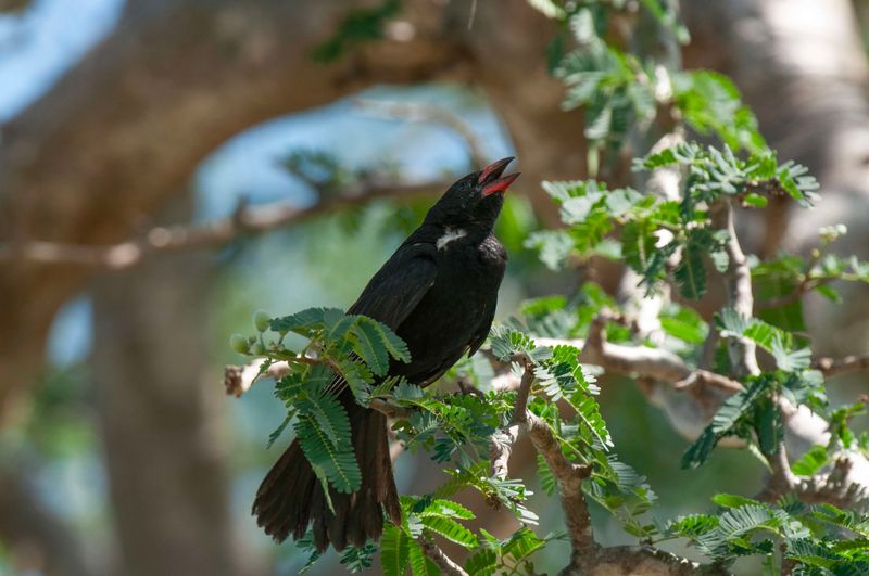 Red-billed Buffalo-weaver Kenya