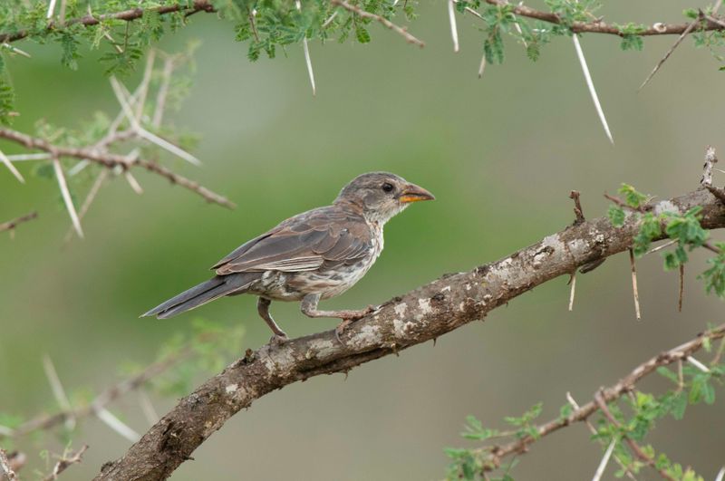 Red-billed Buffalo-weaver Kenya