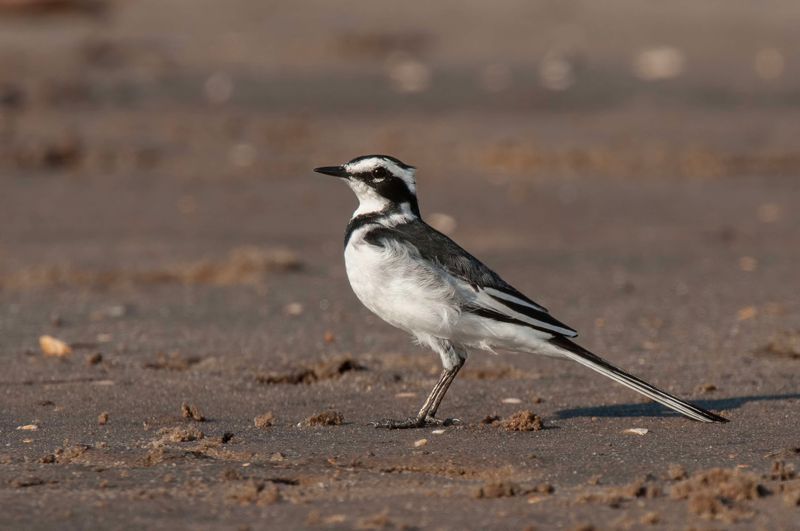 African Pied Wagtail Kenya
