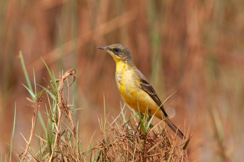 Yellow Wagtail.  Kenya