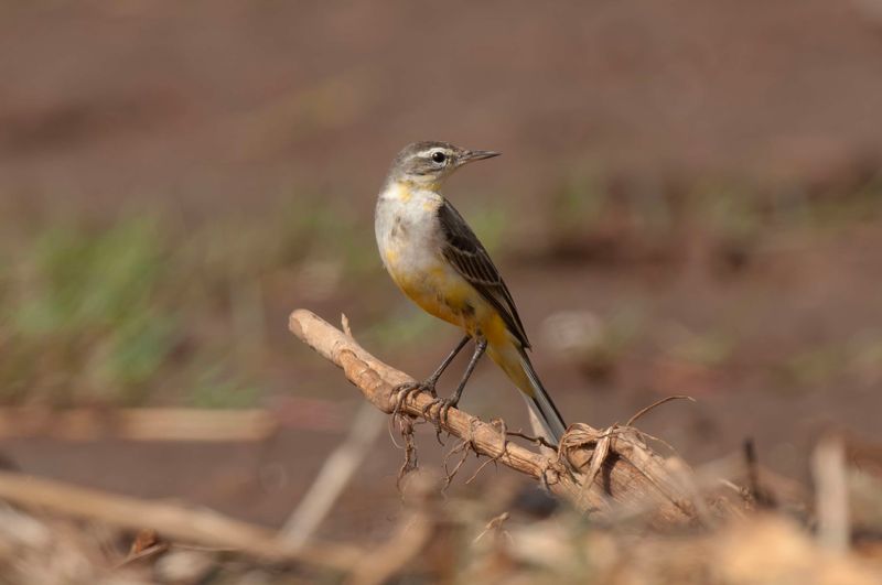 Yellow Wagtail.  Kenya