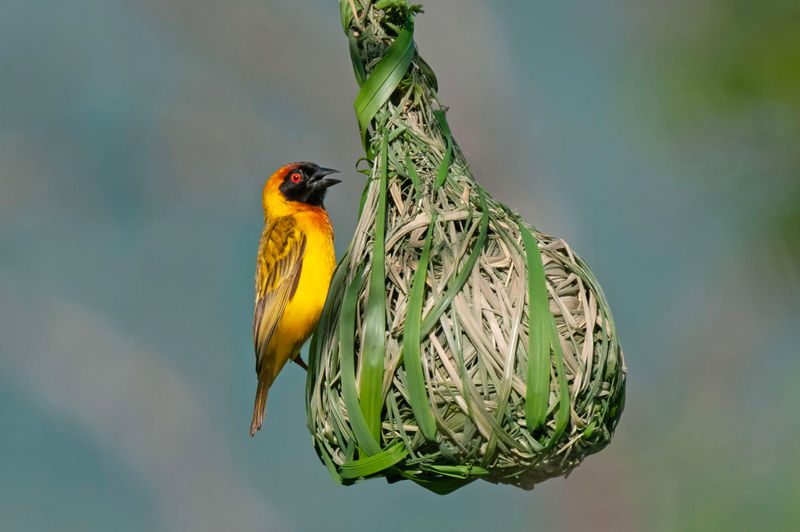 Vitelline Weaver Kenya