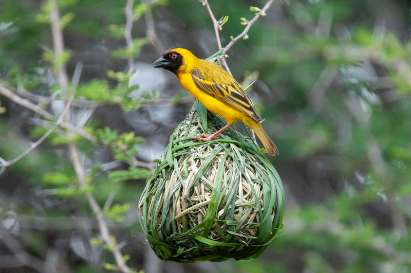 Vitelline Weaver Kenya