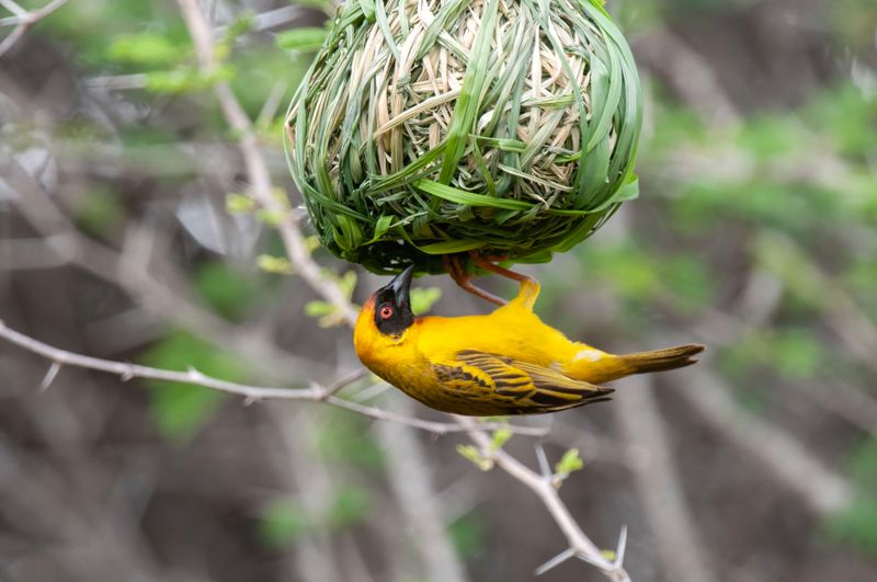 Vitelline Weaver Kenya