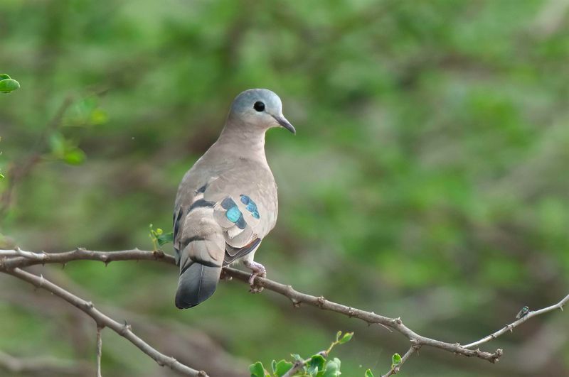 Emerald Spotted Wood Dove Kenya