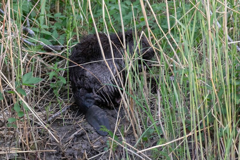 Beaver, European