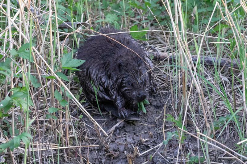 European Beaver.    Estonia