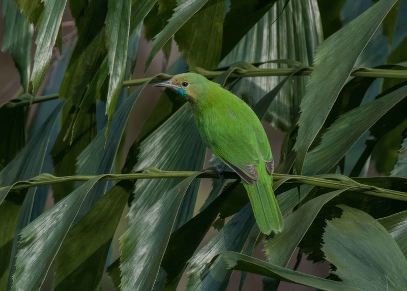 Blue-winged Leafbird  Goa