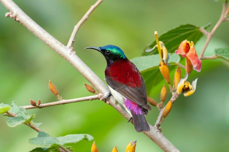 Sunbird,Crimson-backed 