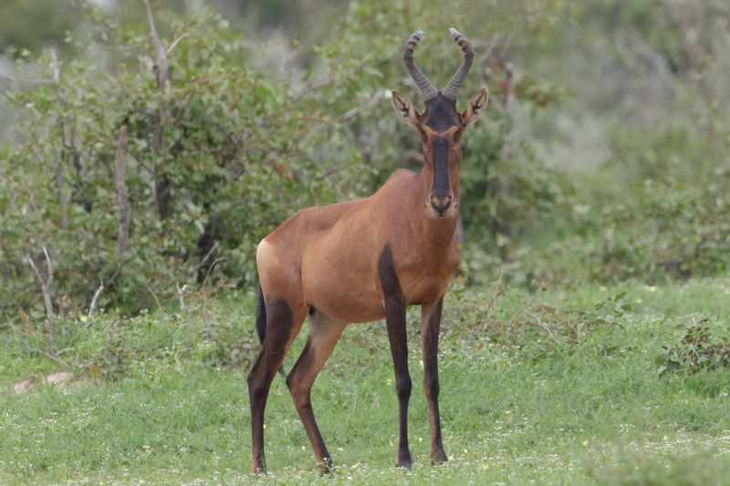 Hartebeest      Namibia