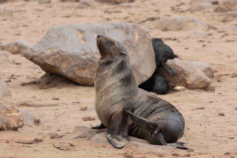 Cape Seal. Namibia