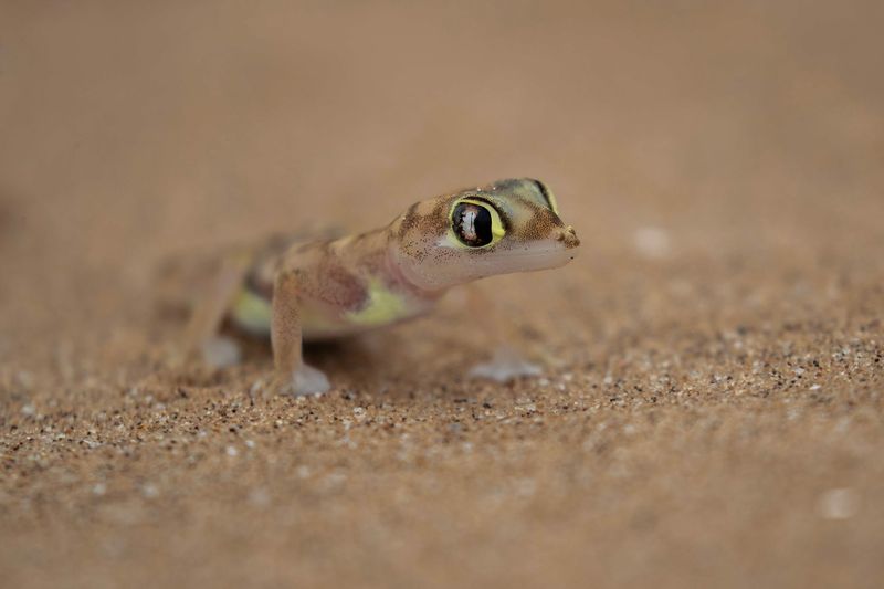Palmato Gecko.   Namibia