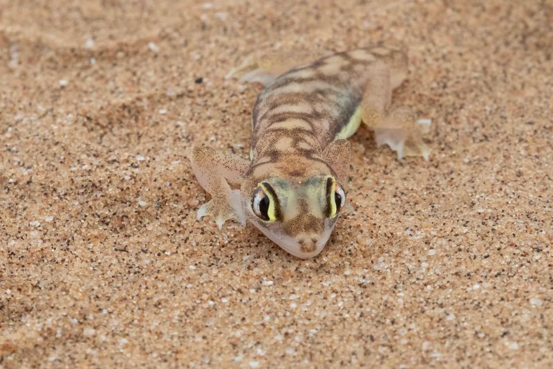 Palmato Gecko.   Namibia