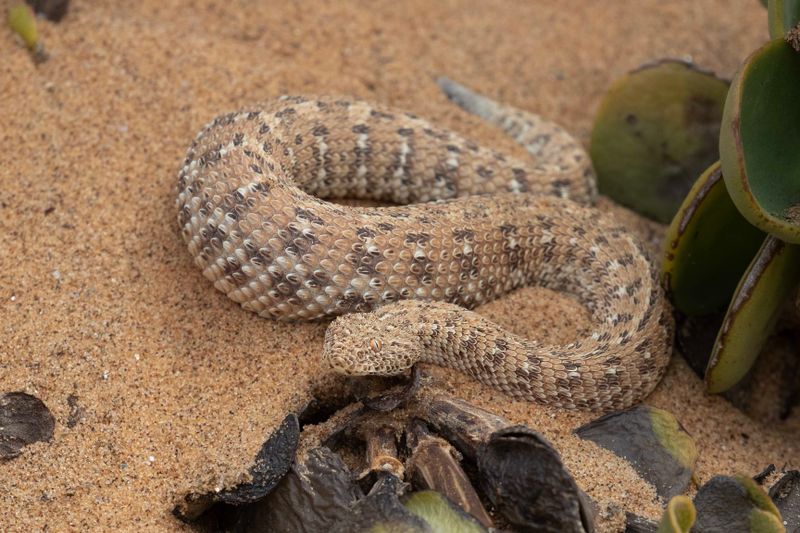 African Sidewinder Snake.   Namibia