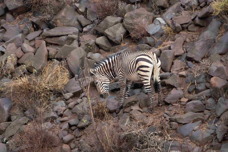 Hartmann's Mountain Zebra.    Namibia