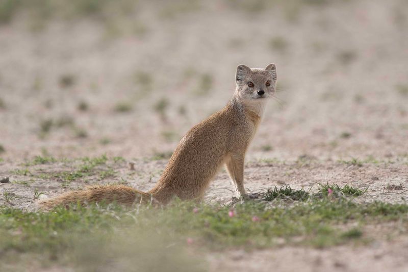 Yellow Mongoose    Namibia