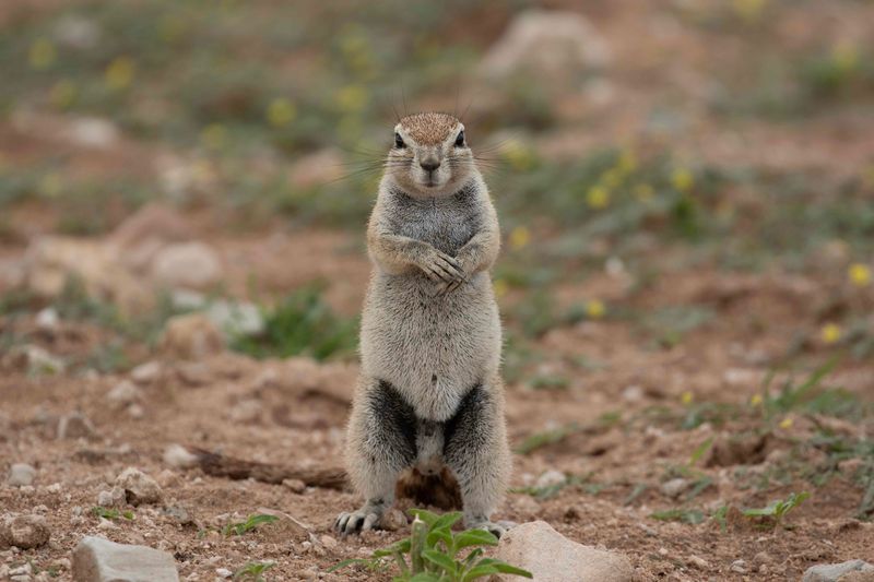 Cape Ground Squirrel.    Namibia