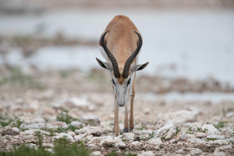 Springbok   Namibia