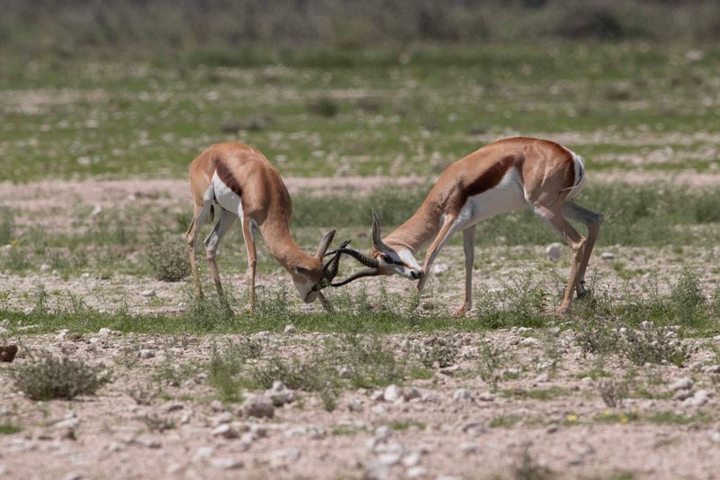 Springbok   Namibia