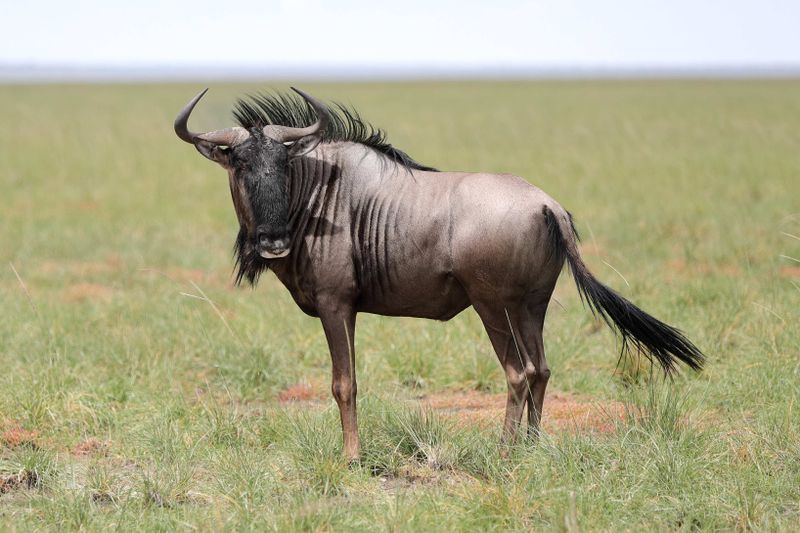 Blue Wildebeest.   Namibia