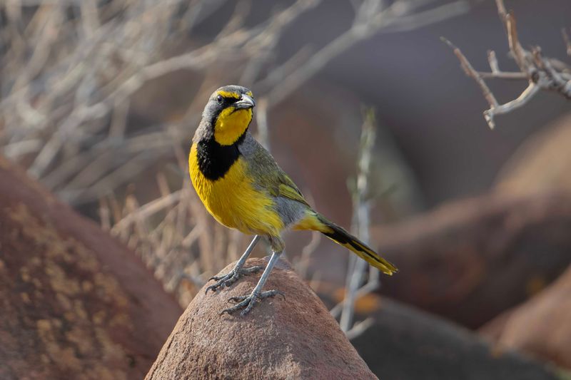 Bokmakierie    Namibia