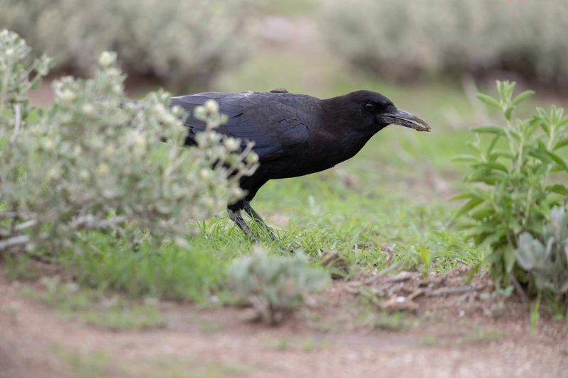 Cape Crow.    Namibia