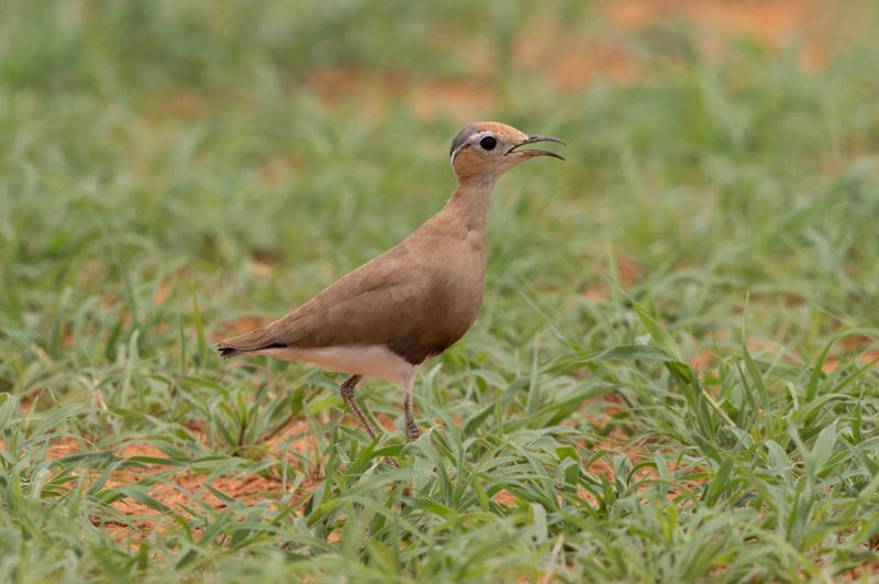 Burchell's Courser      Namibia