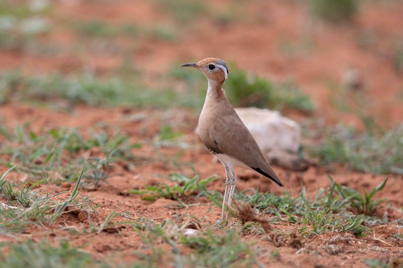 Burchell's Courser      Namibia