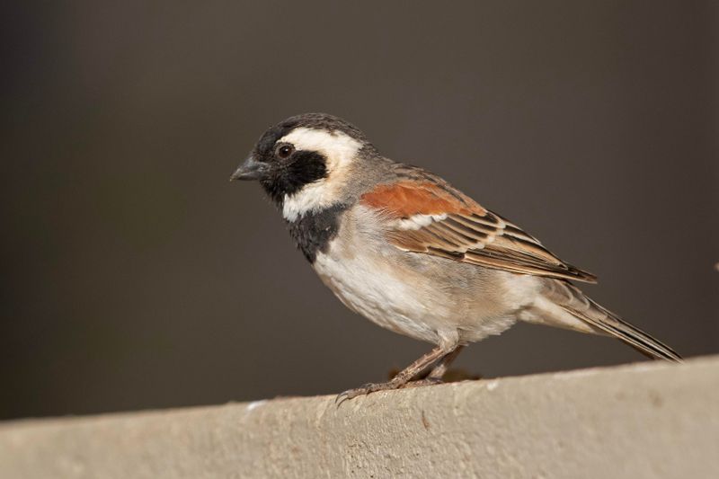 Cape Sparrow    Namibia
