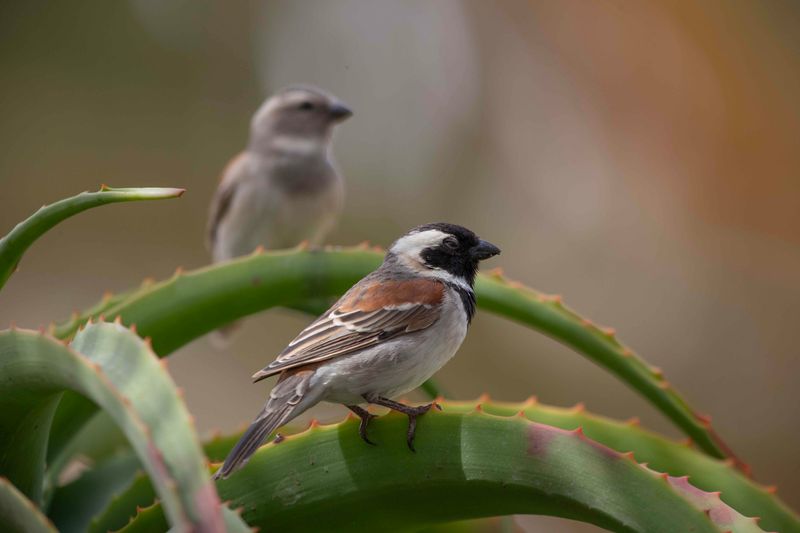 Cape Sparrow    Namibia