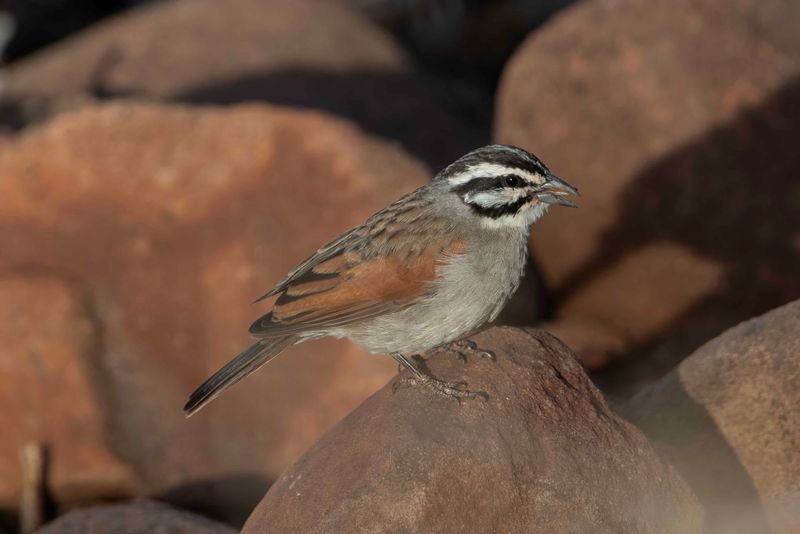 Cape Bunting   Namibia