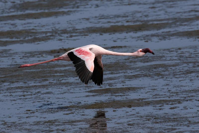 Lesser Flamingo.   Namibia