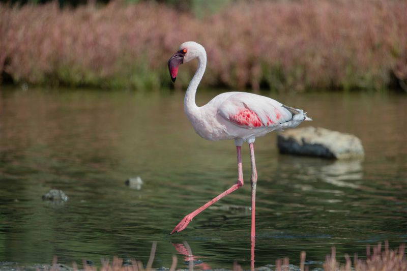 Lesser Flamingo.   Namibia