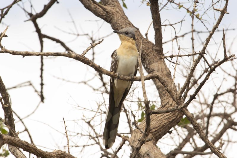 Great Spotted Cuckoo.     Namibia