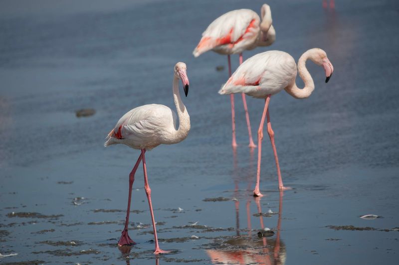 Greater Flamingo    Namibia