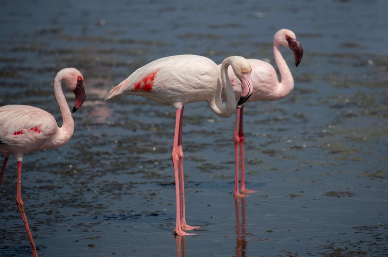 Flamingo,Greater 