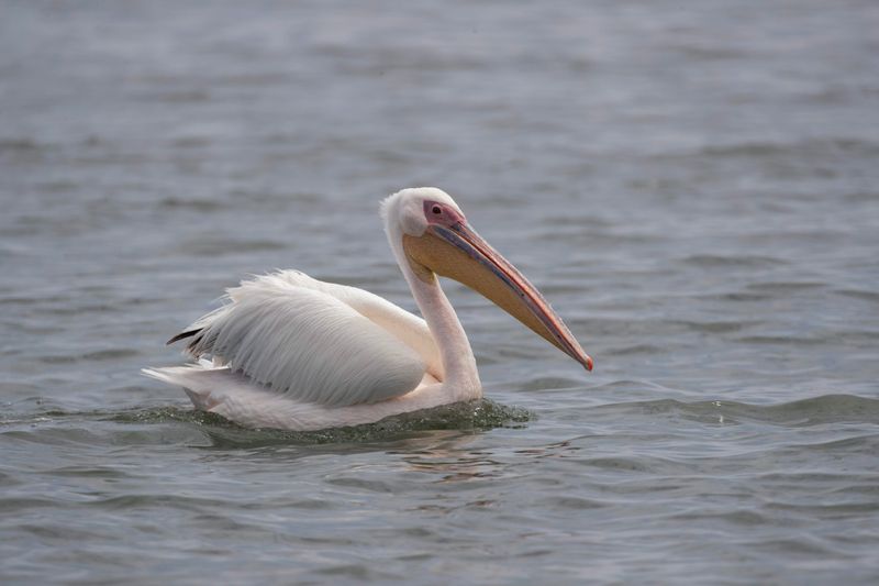 Great White Pelican.  Namibia
