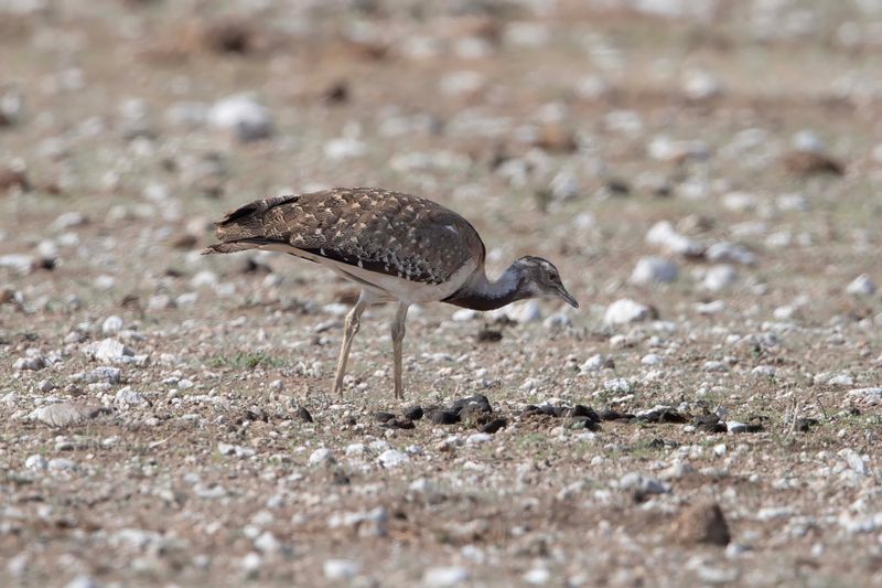 Ludwig's Bustard   Namibia