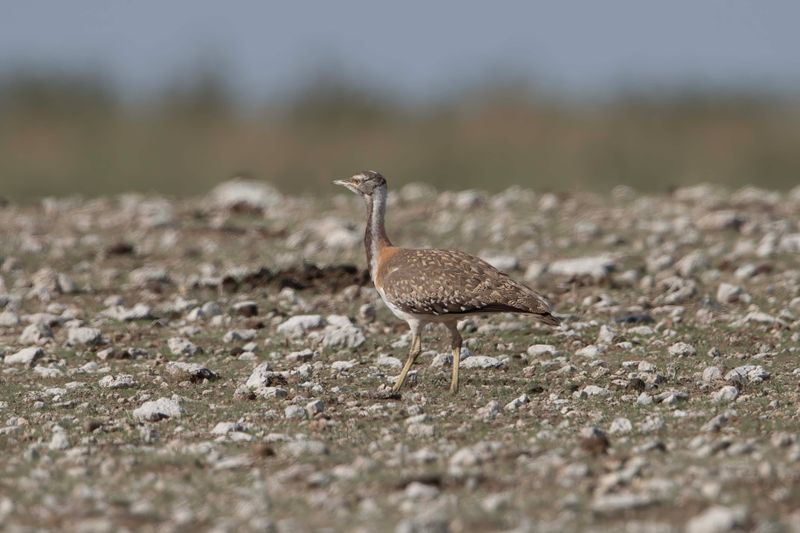 Ludwig's Bustard   Namibia