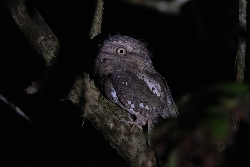 Sri Lankan Frogmouth.   Goa,India