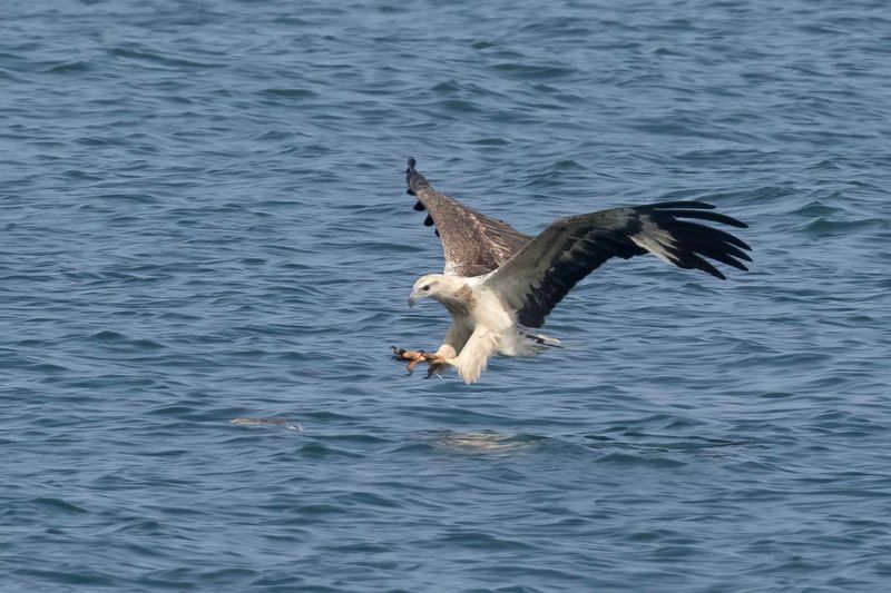 White Bellied Sea Eagle  Goa,India