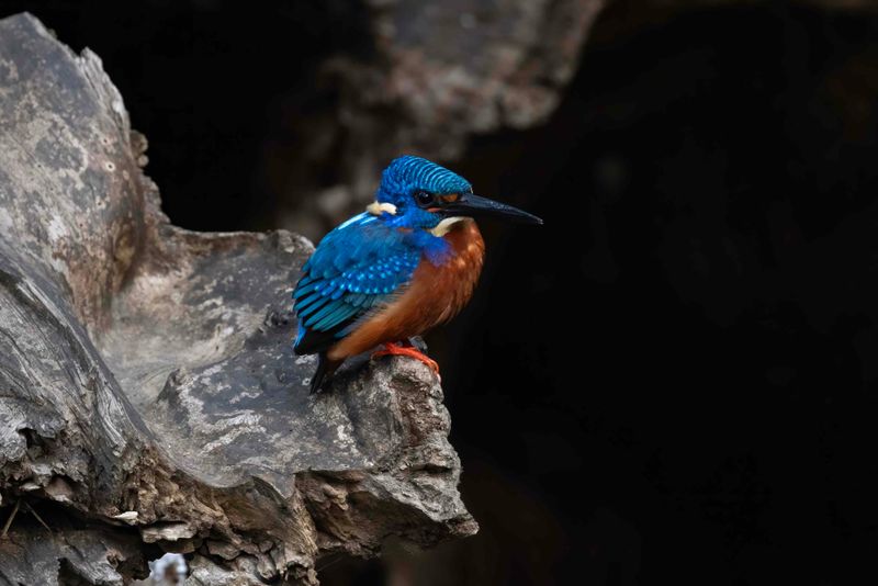 Kingfisher, Blue-eared