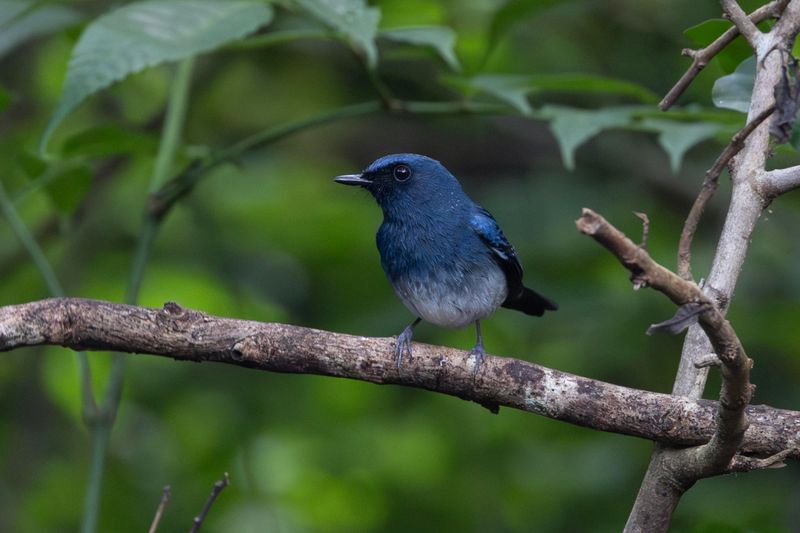 Flycatcher, White-bellied Blue 